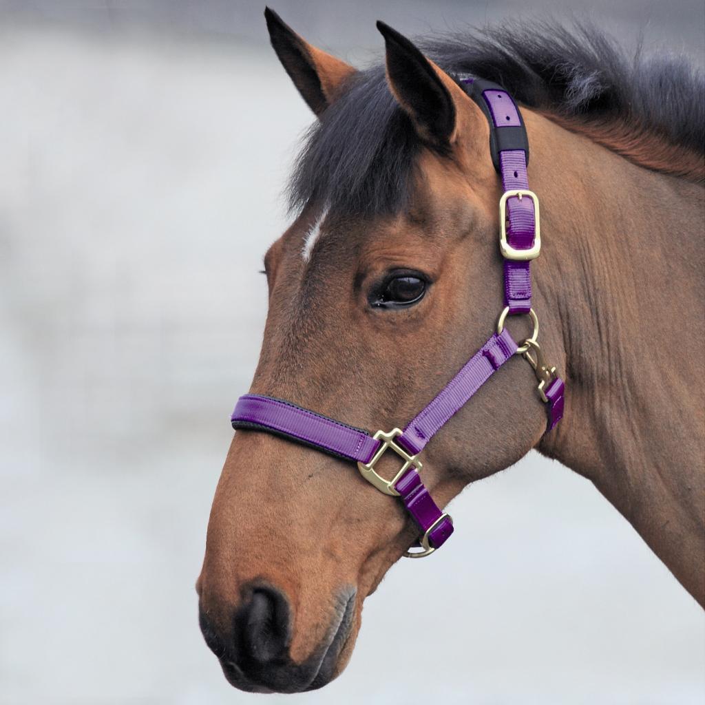 Shires Topaz Nylon Headcollar (387)