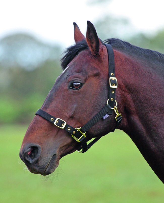 Shires Nylon Headcollar (384B)